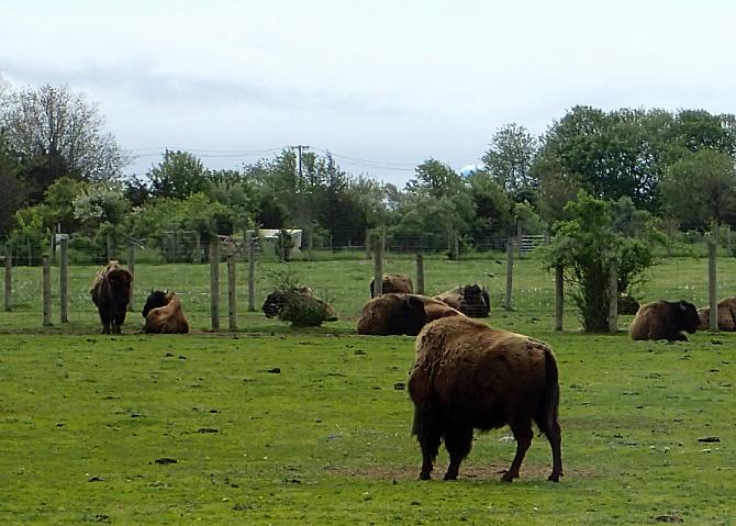 Buffalo