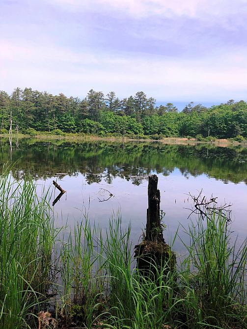 Pond west of Lakeside Trail 3