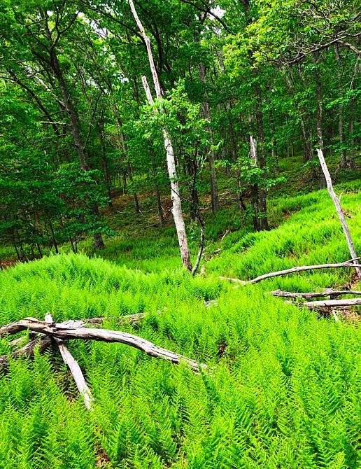 Fern Vally Entrance