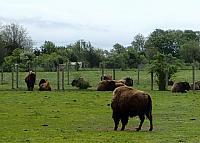 Buffalo