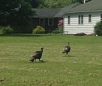 Same Curious Visitors