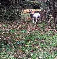 On The North Shore Rail Trail