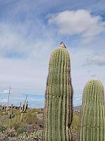 Along an Arizona Bike Ride ...